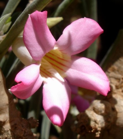 Adenium oleifolium flower
